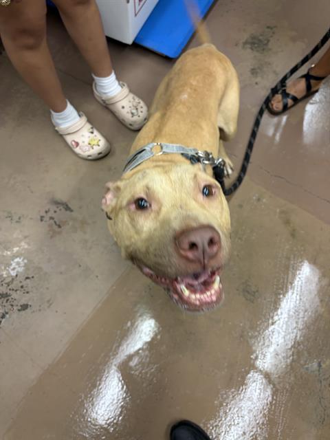 Adoptable Dog