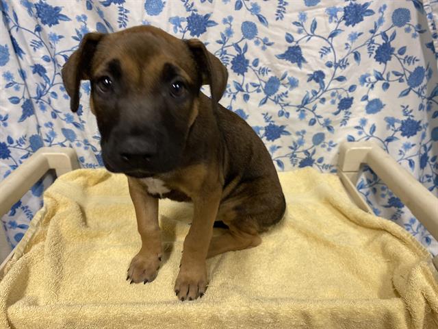 Adoptable Dog