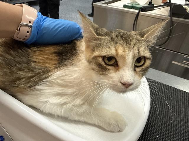 Adoptable Cat