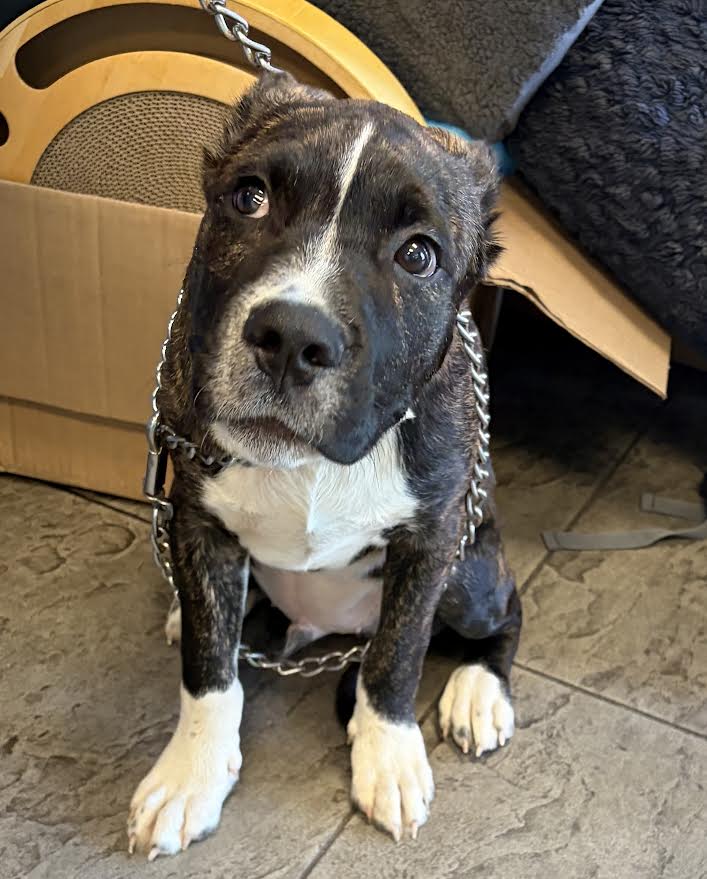 Maverick