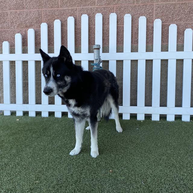 Adoptable Dog