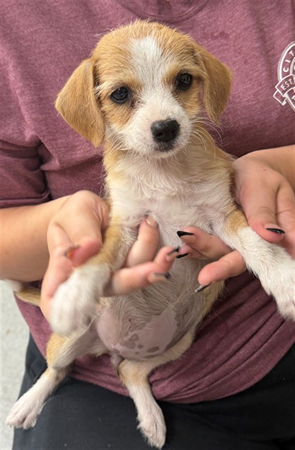Adoptable Dog