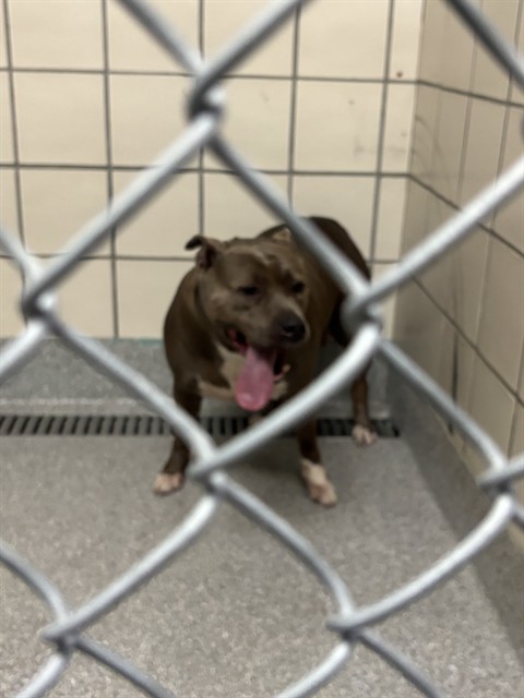 Adoptable Dog