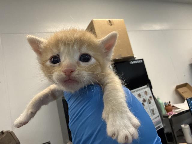 Adoptable Cat