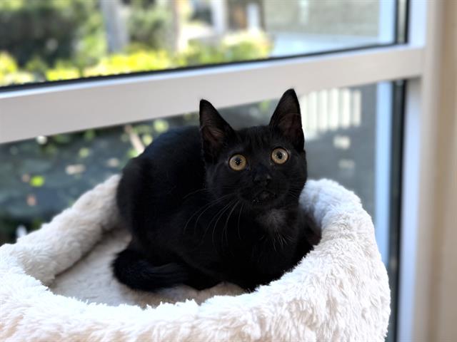 Kiki