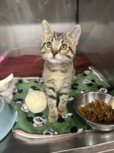 Adoptable Cat