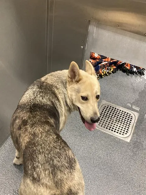 Coyote