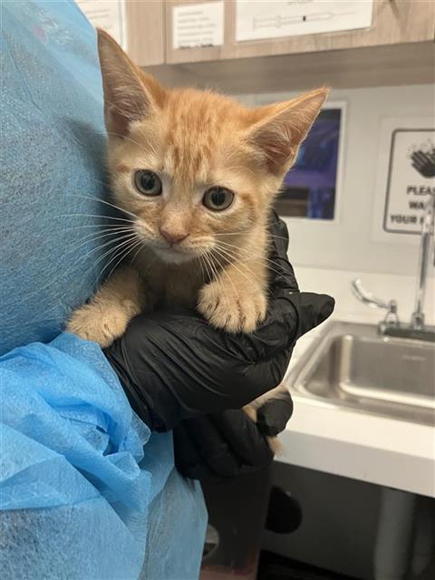 Adoptable Cat