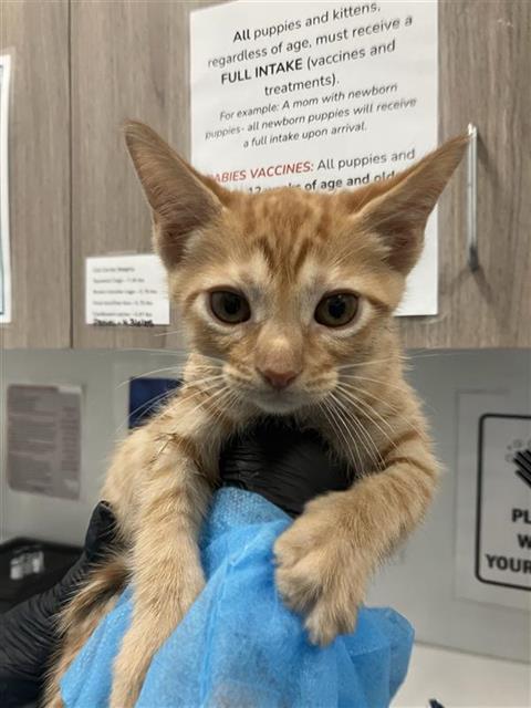 Adoptable Cat
