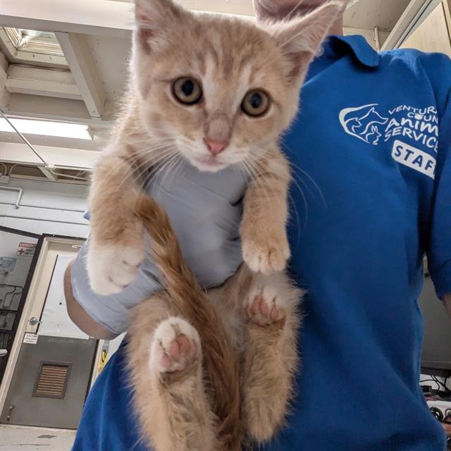 Adoptable Cat