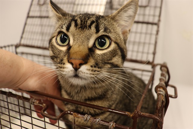 Adoptable Cat