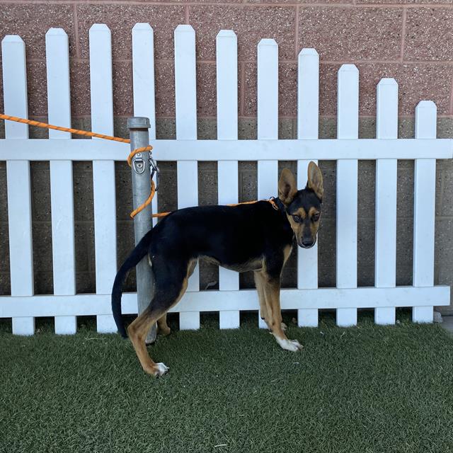 Adoptable Dog