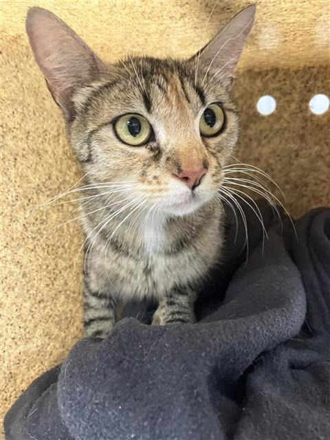Adoptable Cat