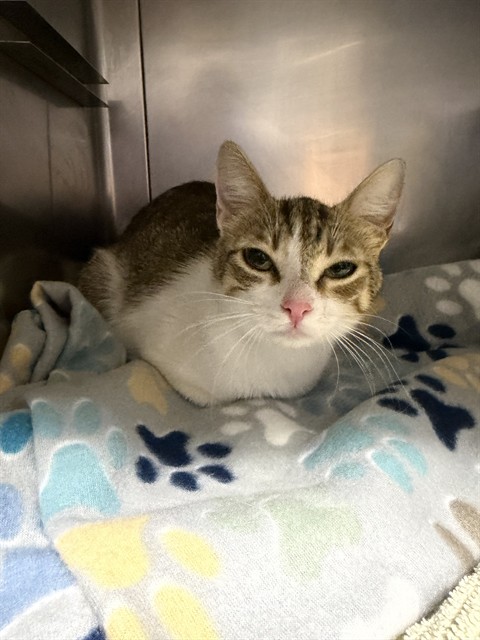 Adoptable Cat