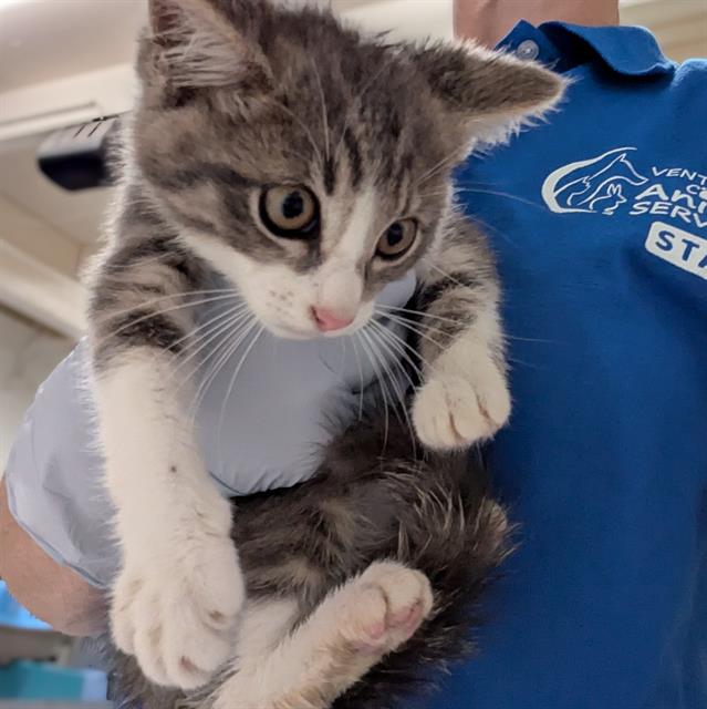 Adoptable Cat