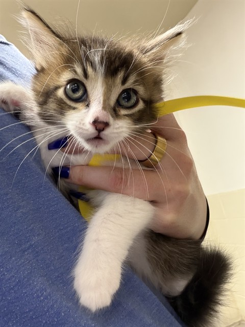 Adoptable Cat
