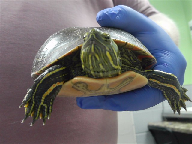 Grand Master Oogway