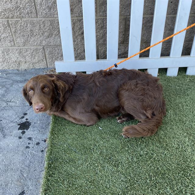 Adoptable Dog