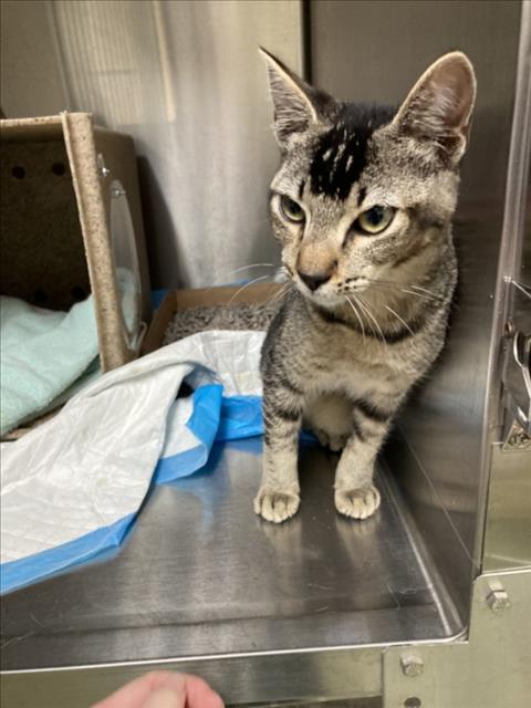 Adoptable Cat