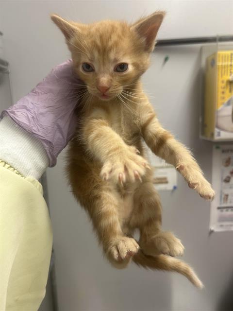 Simba