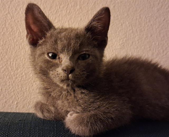 Ziggy