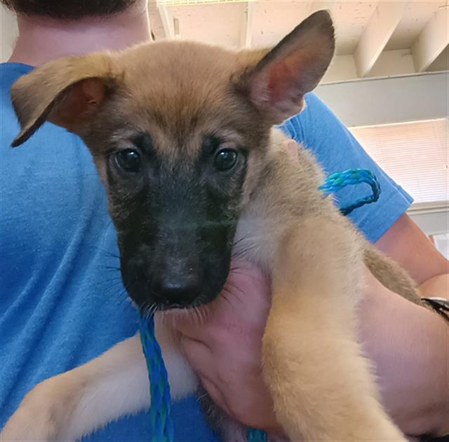 Adoptable Dog