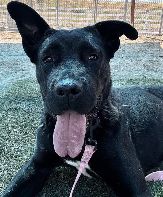 Urgent Evita