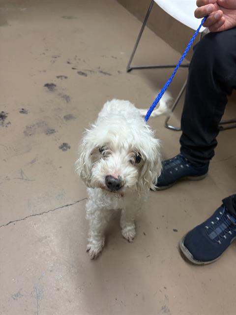 Adoptable Dog