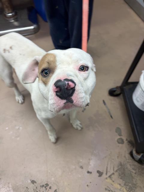 Adoptable Dog