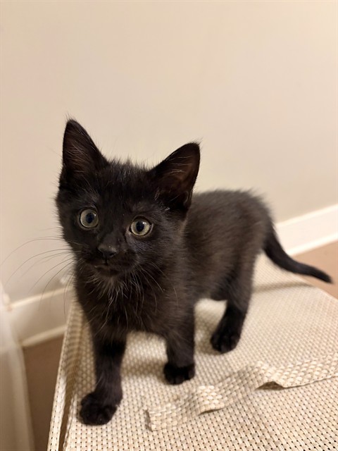 Isla