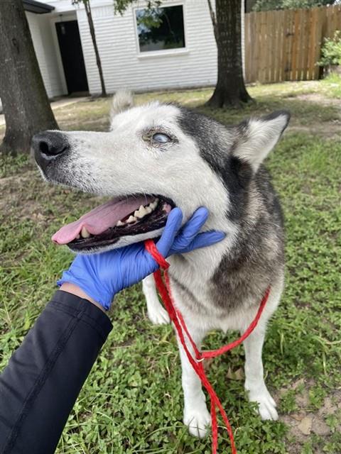 Adoptable Dog