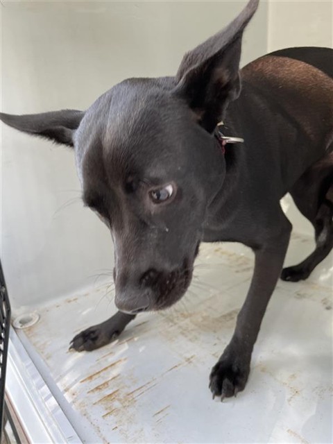 Adoptable Dog