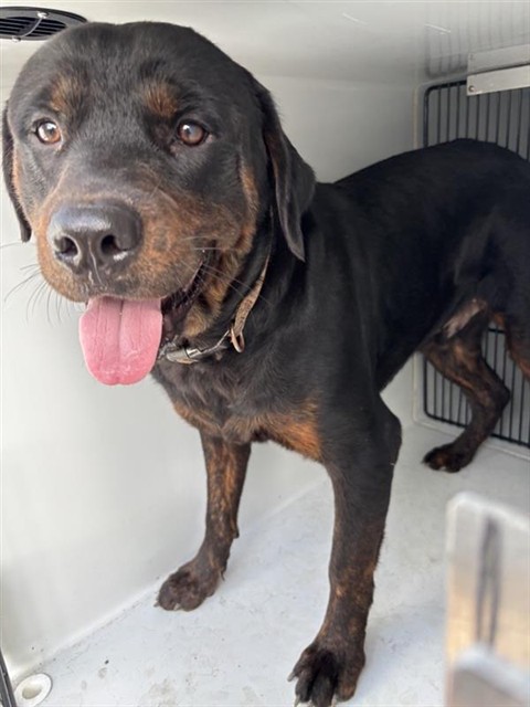 Adoptable Dog