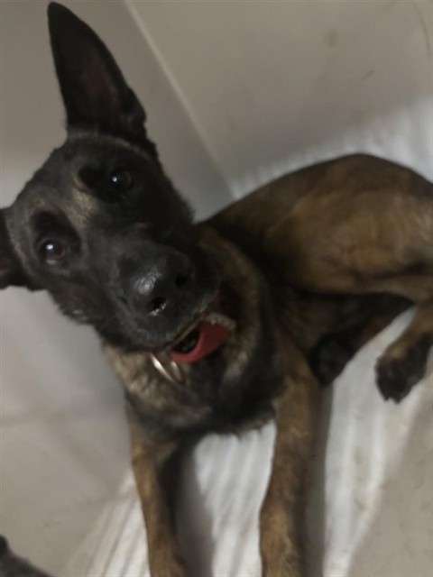 Adoptable Dog