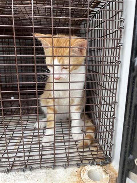 Adoptable Cat