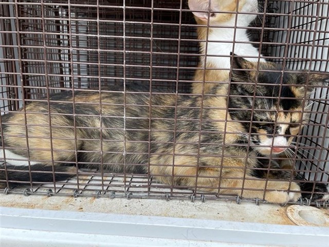 Adoptable Cat