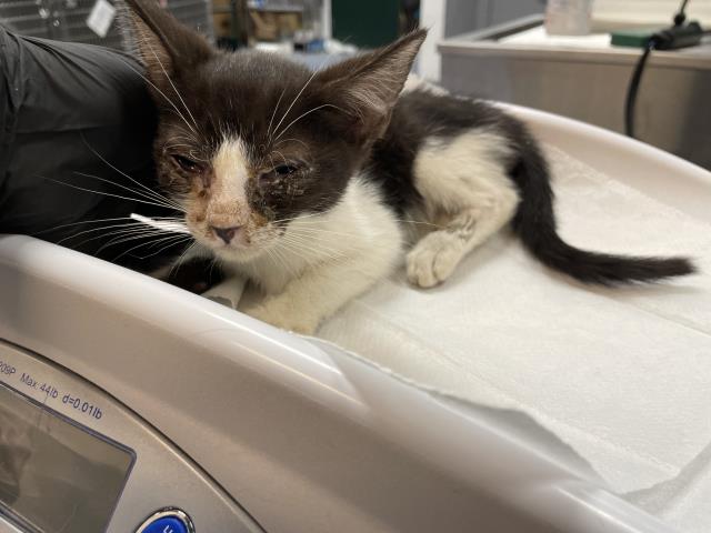 Adoptable Cat