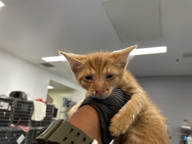 Adoptable Cat