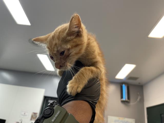 Adoptable Cat
