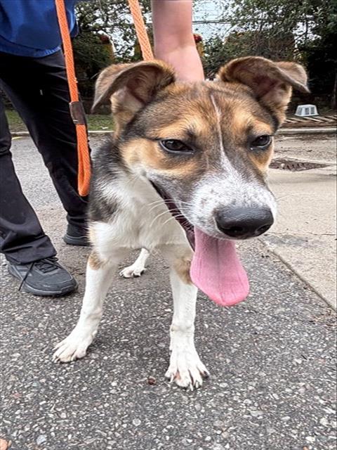 Adoptable Dog