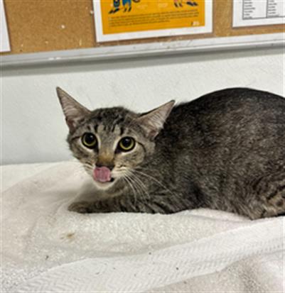 Adoptable Cat