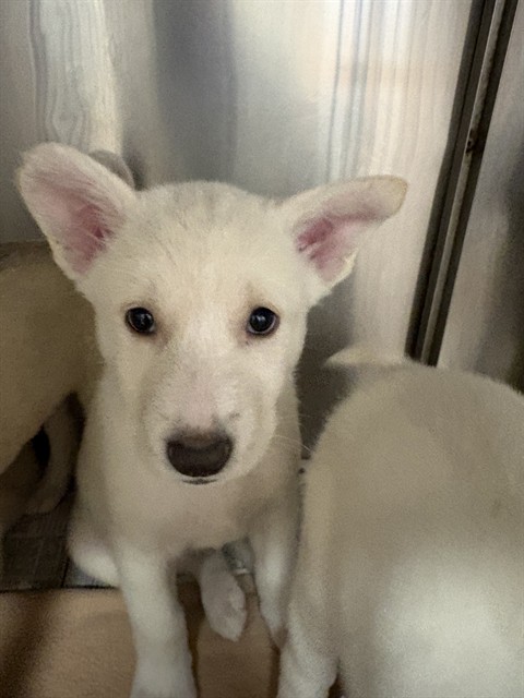 Stella