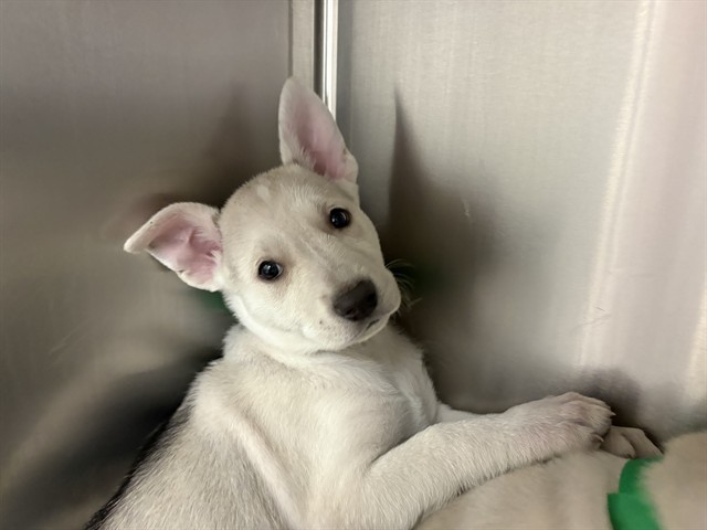 Nova