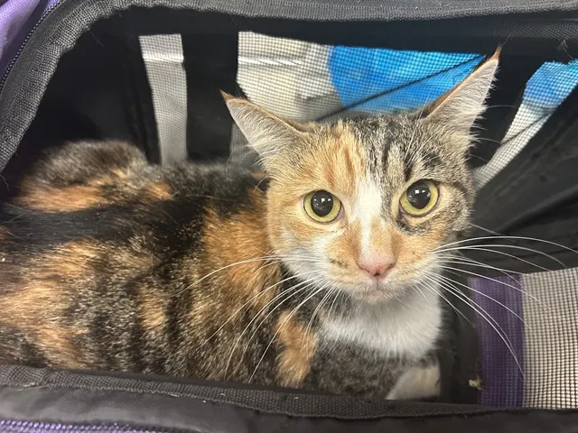 Adoptable Cat