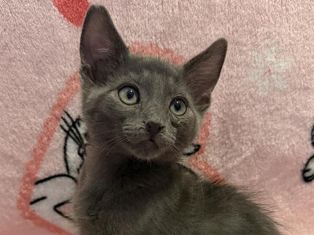 Stormie