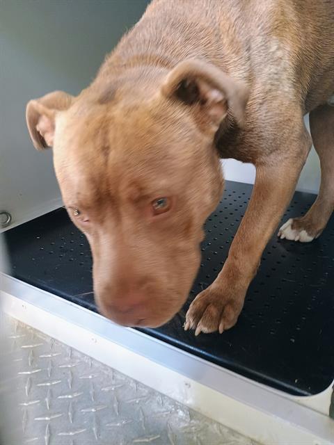 Snoopi