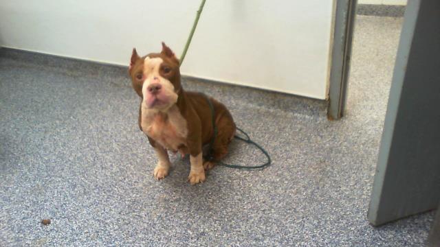 Adoptable Dog