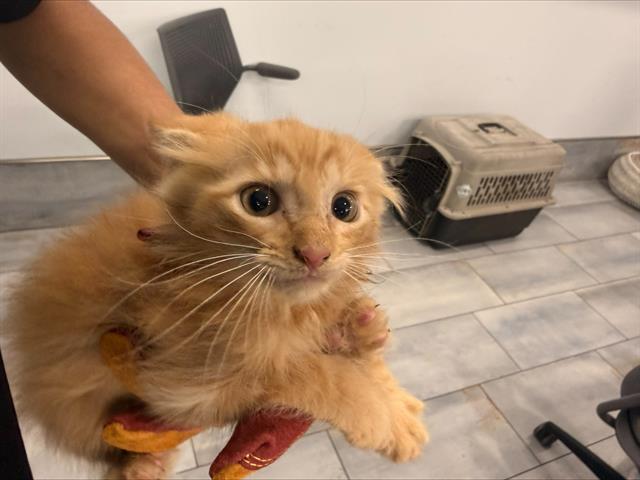 Adoptable Cat