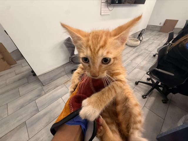Adoptable Cat
