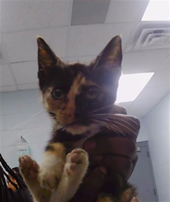 Adoptable Cat